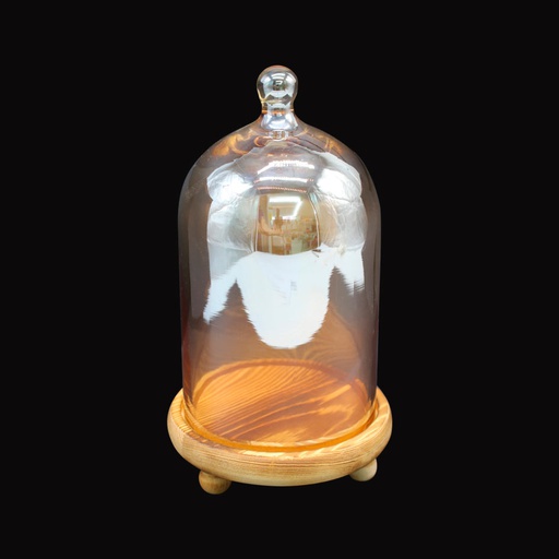 [1300420] Campana Decorativo Vidrio Mia-7390